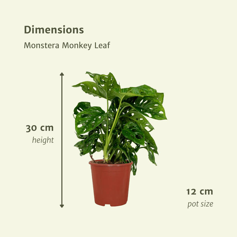 2x Monstera Monkey Leaf - Gatenplant - 30cm - ø12