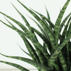 2x Sansevieria Fernwood Punk - Vrouwentong - 30cm - ø12