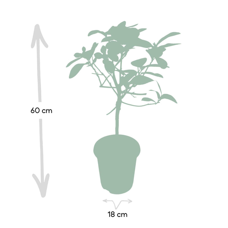 Citrus Lime - Ø19cm - ↕60cm