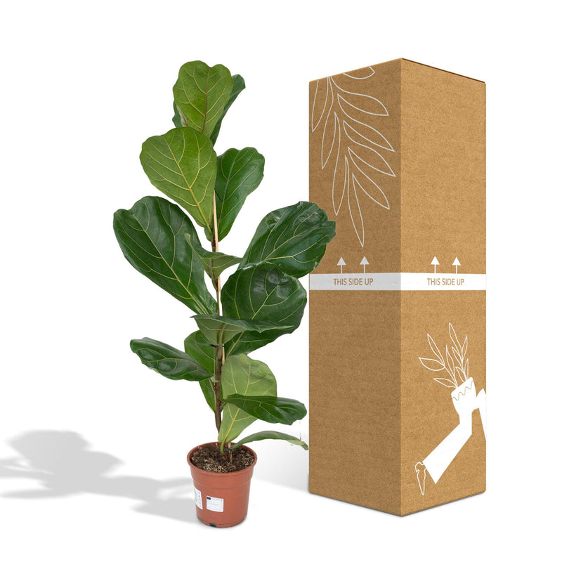 Ficus Lyrata - Rubberplant - Ø17cm - ↕75cm