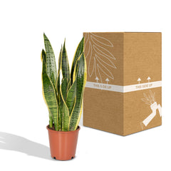 Sansevieria Laurentii - Vrouwentong - Ø14cm - ↕40cm