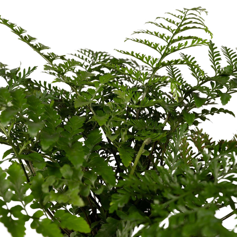 Asplenium Parvati - Sierasperge - Ø17cm - ↕30cm