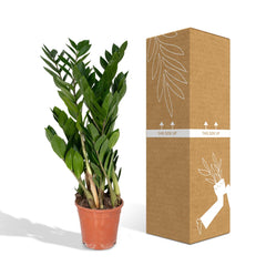 Zamioculcas Zamiifolia - Emerald palm - Ø17cm - ↕70cm