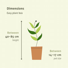 Makkelijke plantenbox - 4 kamerplanten - Ø14-Ø17cm - Diverse hoogtes