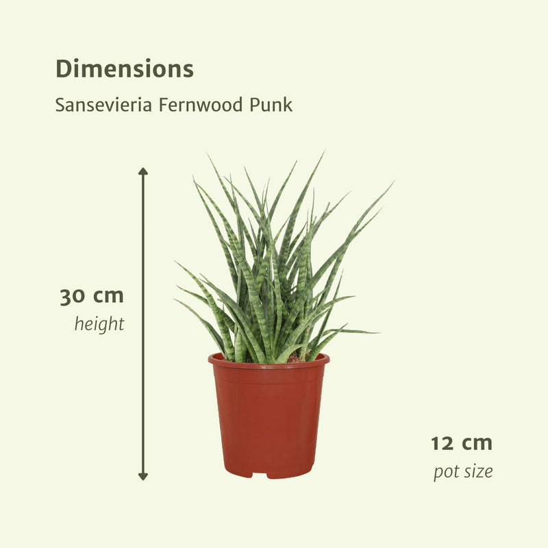 2x Sansevieria Fernwood Punk - Vrouwentong - 30cm - ø12