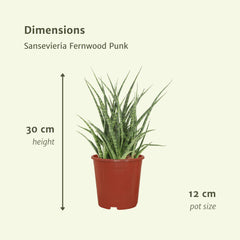 2x Sansevieria Fernwood Punk - Vrouwentong - 30cm - ø12