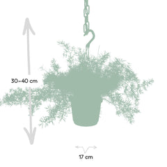 Asparagus Sprengeri Hang - Sierasperge - Ø17cm - ↕35cm