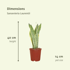 Sansevieria Laurentii - 2 stuks - ø14cm - ↕40cm