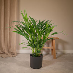 Dypsis Lutescens - Areca Palm - Ø17cm - ↕60cm