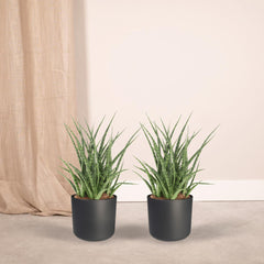 2x Sansevieria Fernwood Punk - Vrouwentong - 30cm - ø12