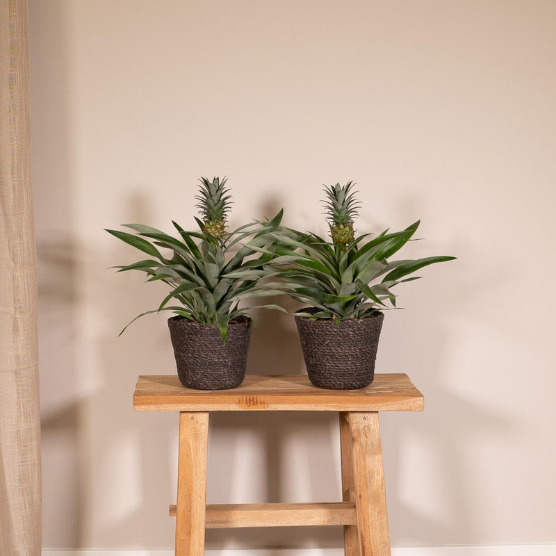 2x Bromelia - Ananasplant - 30cm - ø12