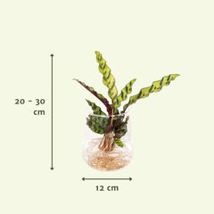 Calathea Insignis in Kingston glas - ø4cm - ↕30cm