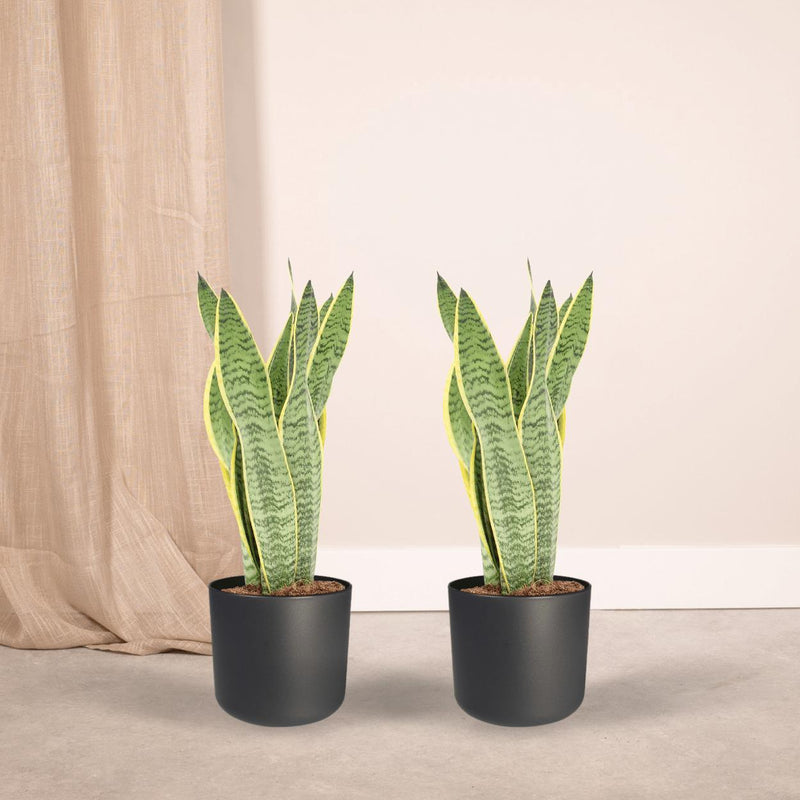 Sansevieria Laurentii - 2 stuks - ø14cm - ↕40cm