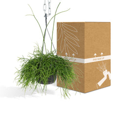 Rhipsalis Oasis - Koraalcactus - ø17cm - ↕30cm