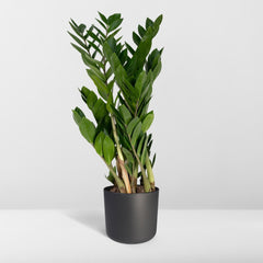 Zamioculcas Zamiifolia - Emerald palm - Ø17cm - ↕70cm