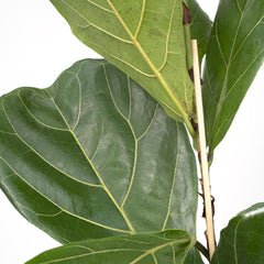 Ficus Lyrata - Rubberplant - Ø17cm - ↕75cm