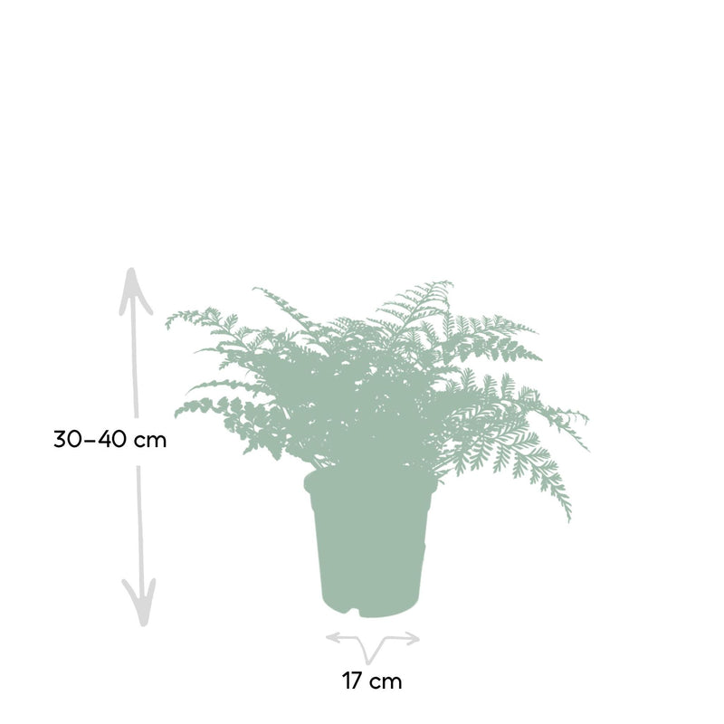 Asplenium Parvati - Sierasperge - Ø17cm - ↕30cm