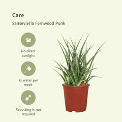 2x Sansevieria Fernwood Punk - Vrouwentong - 30cm - ø12