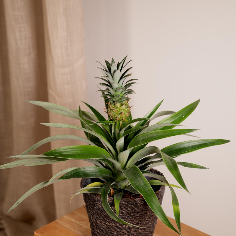 2x Bromelia - Ananasplant - 30cm - ø12