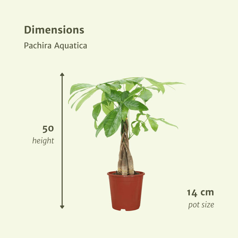 2x Pachira Aquatica - Geldboom - 50cm - ø14