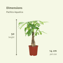 2x Pachira Aquatica - Geldboom - 50cm - ø14