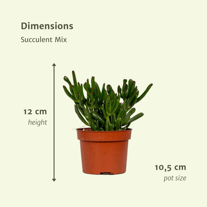 Succulenten Mix - 12 stuks - ø10,5cm - ↕12cm