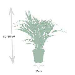 Dypsis Lutescens - Areca Palm - Ø17cm - ↕60cm