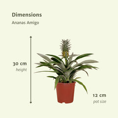 2x Bromelia - Ananasplant - 30cm - ø12