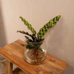 Calathea Insignis in Kingston glas - ø4cm - ↕30cm